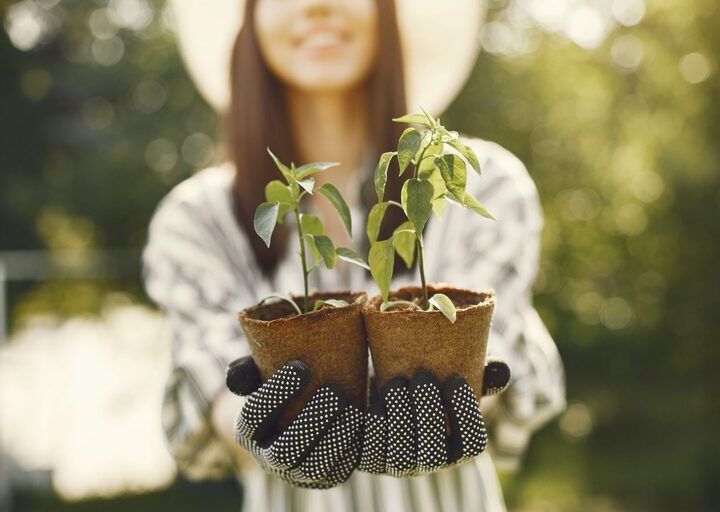 Tips for Creating a Beautiful and Functional Home Garden Year-Round